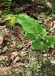 Greater Yellow Lady's Slipper - Cypripedium parviflorum I usually find these in early June, so they were a bit early this year!<br />
<br />
Large, yellow flower on the end of a leafy stalk. Flowers have an inflated, yellow, pouch-shaped lip petal. <br />
This flower is listed as "Exploitably Vulnerable" in New York. This designation means that this species is likely to become threatened in the near future throughout its range if causal factors continue unchecked.<br />
<br />
Habitat: Mostly coniferous forest<br />
https://www.jungledragon.com/image/81674/greater_yellow_ladys_slipper_-_cypripedium_parviflorum.html Cypripedium parviflorum,Geotagged,Spring,United States,Yellow lady's slipper