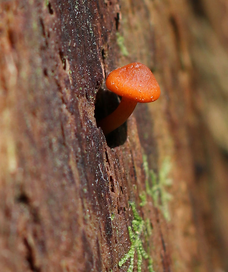 Funeral Bells - Galerina marginata Cap: Convex; sticky; orange with slight two-toned appearance; slightly sunken, darker center; faintly lined margin <br />
<br />
Gills: Brownish; close with frequent short gills; slightly decurrent<br />
<br />
Stem: Dry; rusty-brown ring zone<br />
<br />
Habitat: Growing on a rotting stump Galerina marginata,Geotagged,Spring,United States,deadly galerina,galerina