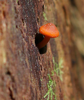 Funeral Bells - Galerina marginata Cap: Convex; sticky; orange with slight two-toned appearance; slightly sunken, darker center; faintly lined margin 

Gills: Brownish; close with frequent short gills; slightly decurrent

Stem: Dry; rusty-brown ring zone

Habitat: Growing on a rotting stump Galerina marginata,Geotagged,Spring,United States,deadly galerina,galerina