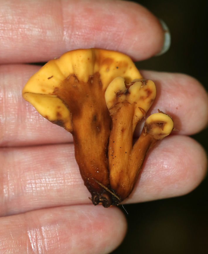 Spathulariopsis velutipes Fan-shaped with flattened caps on brown stems.<br />
<br />
Habitat: Growing on an eroded stream bank in a mixed forest.<br />
<figure class="photo"><a href="https://www.jungledragon.com/image/81681/spathulariopsis_velutipes.html" title="Spathulariopsis velutipes"><img src="https://s3.amazonaws.com/media.jungledragon.com/images/3232/81681_thumb.jpg?AWSAccessKeyId=05GMT0V3GWVNE7GGM1R2&Expires=1763596810&Signature=uA36dQXuYfxQIuTSN9MFeXPp5Gc%3D" width="102" height="152" alt="Spathulariopsis velutipes Fan-shaped with flattened caps on brown stems.<br />
<br />
Habitat: Growing on an eroded stream bank in a mixed forest<br />
https://www.jungledragon.com/image/81680/spathulariopsis_velutipes.html Geotagged,Spathulariopsis velutipes,Summer,United States" /></a></figure> Geotagged,Spathulariopsis velutipes,Summer,United States,spathulariopsis,spathulariopsis velutipes