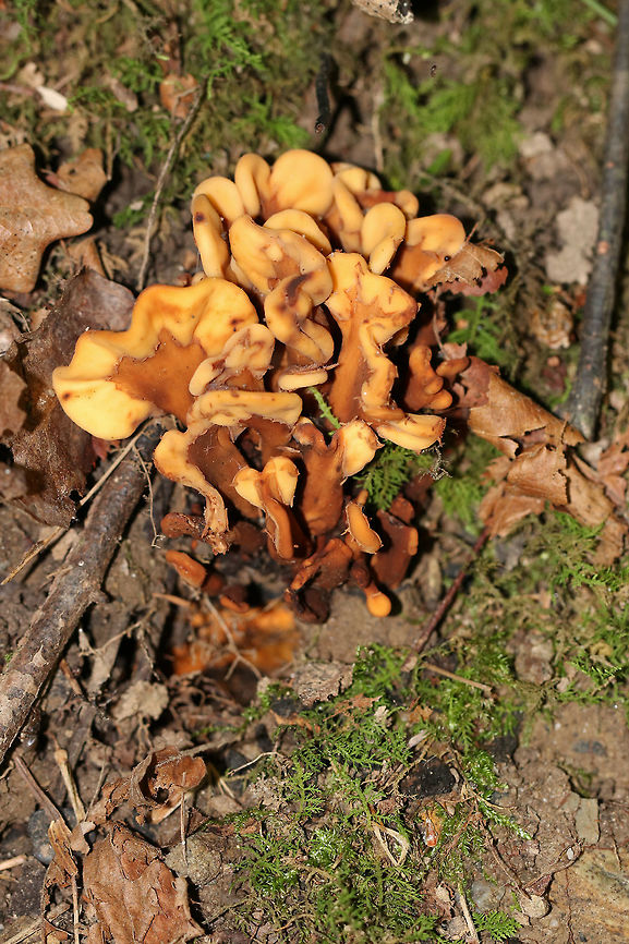 Spathulariopsis velutipes Fan-shaped with flattened caps on brown stems.<br />
<br />
Habitat: Growing on an eroded stream bank in a mixed forest<br />
<figure class="photo"><a href="https://www.jungledragon.com/image/81680/spathulariopsis_velutipes.html" title="Spathulariopsis velutipes"><img src="https://s3.amazonaws.com/media.jungledragon.com/images/3232/81680_thumb.jpg?AWSAccessKeyId=05GMT0V3GWVNE7GGM1R2&Expires=1769040010&Signature=V5oqotW8eaZLSVezMIiirEwcPfY%3D" width="126" height="152" alt="Spathulariopsis velutipes Fan-shaped with flattened caps on brown stems.<br />
<br />
Habitat: Growing on an eroded stream bank in a mixed forest.<br />
https://www.jungledragon.com/image/81681/spathulariopsis_velutipes.html Geotagged,Spathulariopsis velutipes,Summer,United States,spathulariopsis,spathulariopsis velutipes" /></a></figure> Geotagged,Spathulariopsis velutipes,Summer,United States