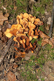 Spathulariopsis velutipes Fan-shaped with flattened caps on brown stems.

Habitat: Growing on an eroded stream bank in a mixed forest
https://www.jungledragon.com/image/81680/spathulariopsis_velutipes.html Geotagged,Spathulariopsis velutipes,Summer,United States
