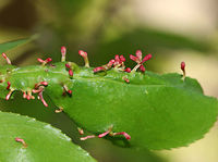 Finger Galls - Eriophyes cerasicrumena These galls are made by tiny mites on black cherry (Prunus serotina).<br />
<br />
Habitat: Mixed forest<br />
https://www.jungledragon.com/image/81684/finger_galls_underside_-_eriophyes_cerasicrumena.html<br />
https://www.jungledragon.com/image/81683/finger_galls_-_eriophyes_cerasicrumena.html Eriophyes cerasicrumena,Geotagged,Spring,United States,finger galls,galls