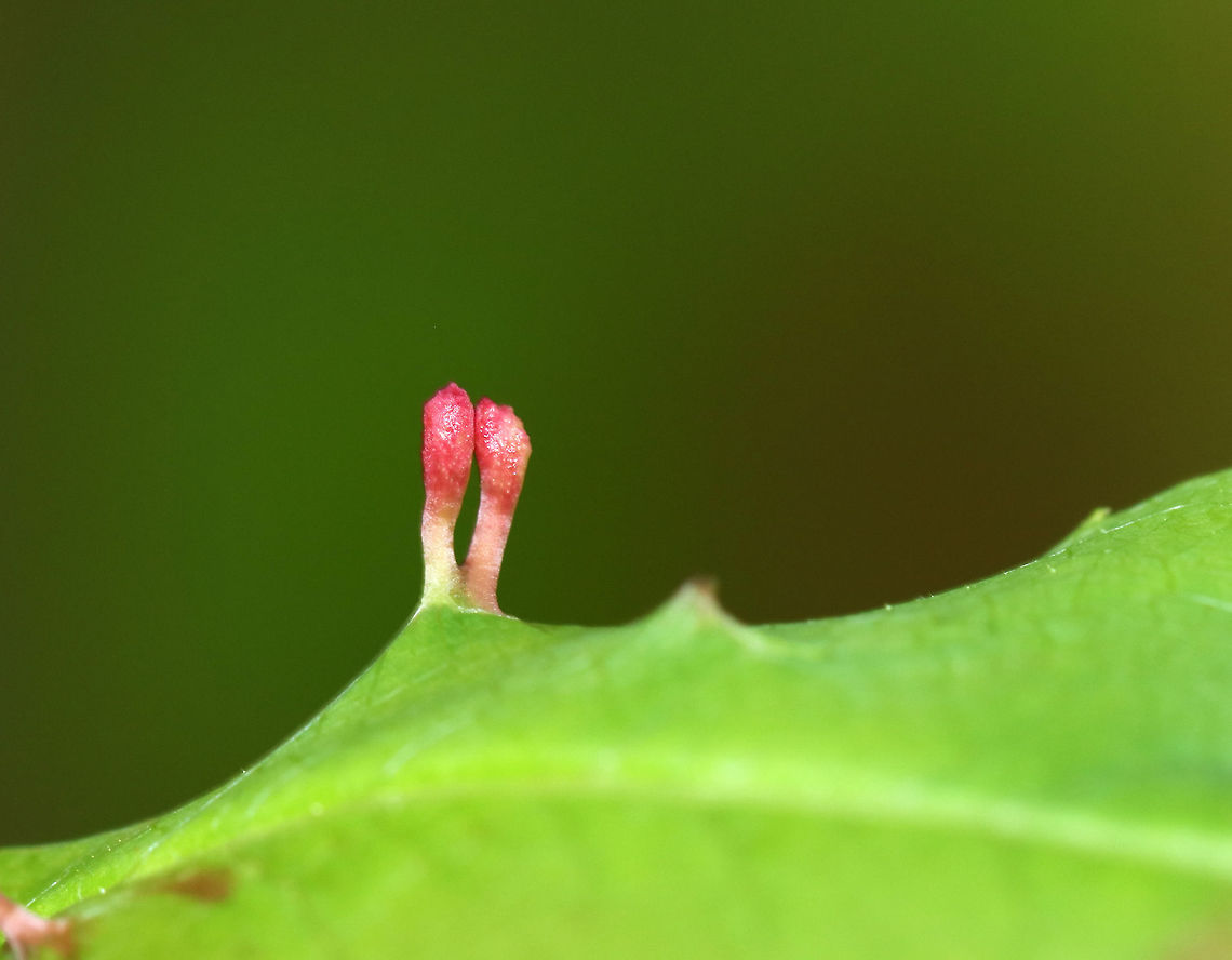 Finger Galls - Eriophyes cerasicrumena These galls are made by tiny mites on black cherry (Prunus serotina).<br />
<br />
Habitat: Mixed forest<br />
<figure class="photo"><a href="https://www.jungledragon.com/image/81684/finger_galls_underside_-_eriophyes_cerasicrumena.html" title="Finger Galls (Underside) - Eriophyes cerasicrumena"><img src="https://s3.amazonaws.com/media.jungledragon.com/images/3232/81684_thumb.jpg?AWSAccessKeyId=05GMT0V3GWVNE7GGM1R2&Expires=1767225610&Signature=sqD8UMp1LuhaNrbE%2BNhoFGQhIF8%3D" width="200" height="146" alt="Finger Galls (Underside) - Eriophyes cerasicrumena These galls are made by tiny mites on black cherry (Prunus serotina).<br />
<br />
Habitat: Mixed forest<br />
https://www.jungledragon.com/image/81683/finger_galls_-_eriophyes_cerasicrumena.html<br />
https://www.jungledragon.com/image/81682/finger_galls_-_eriophyes_cerasicrumena.html Eriophyes cerasicrumena,Geotagged,Spring,United States" /></a></figure><br />
<figure class="photo"><a href="https://www.jungledragon.com/image/81682/finger_galls_-_eriophyes_cerasicrumena.html" title="Finger Galls - Eriophyes cerasicrumena"><img src="https://s3.amazonaws.com/media.jungledragon.com/images/3232/81682_thumb.jpg?AWSAccessKeyId=05GMT0V3GWVNE7GGM1R2&Expires=1767225610&Signature=5Ey1D9slsSboyXsKxYKxE190Bzw%3D" width="200" height="150" alt="Finger Galls - Eriophyes cerasicrumena These galls are made by tiny mites on black cherry (Prunus serotina).<br />
<br />
Habitat: Mixed forest<br />
https://www.jungledragon.com/image/81684/finger_galls_underside_-_eriophyes_cerasicrumena.html<br />
https://www.jungledragon.com/image/81683/finger_galls_-_eriophyes_cerasicrumena.html Eriophyes cerasicrumena,Geotagged,Spring,United States,finger galls,galls" /></a></figure><br />
<br />
 Eriophyes cerasicrumena,Finger Galls,Geotagged,Spring,United States,galls