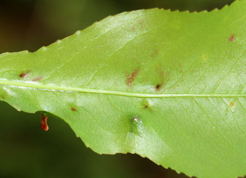 Finger Galls (Underside) - Eriophyes cerasicrumena These galls are made by tiny mites on black cherry (Prunus serotina).

Habitat: Mixed forest
https://www.jungledragon.com/image/81683/finger_galls_-_eriophyes_cerasicrumena.html
https://www.jungledragon.com/image/81682/finger_galls_-_eriophyes_cerasicrumena.html Eriophyes cerasicrumena,Geotagged,Spring,United States