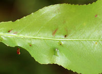 Finger Galls (Underside) - Eriophyes cerasicrumena These galls are made by tiny mites on black cherry (Prunus serotina).<br />
<br />
Habitat: Mixed forest<br />
https://www.jungledragon.com/image/81683/finger_galls_-_eriophyes_cerasicrumena.html<br />
https://www.jungledragon.com/image/81682/finger_galls_-_eriophyes_cerasicrumena.html Eriophyes cerasicrumena,Geotagged,Spring,United States