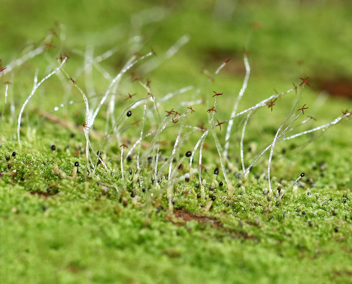 Liverwort Sporophytes Liverwort sporophytes are very soft-bodied and short-lived. They kind of looked like glass flowers!<br />
<br />
These sporophytes are diploid, and when mature,  the black, ball-shaped, immature capsules rapidly grow to thin, thread-like, white stalks. The capsules then open via four vertical sits to expose and disperse the spores within. One really cool feature is that they stalks elongate quickly, but not through cell division. They grow longer by all the cells in the stalk expanding and elongating by increasing the liquid inside of their cells, which is why the stalks are clear. They are stretched super thin. Pretty amazing!<br />
<br />
Habitat: Growing in moss on rotting stumps and logs in a mixed, but mostly coniferous forest. Geotagged,Liverwort Sporophytes,Spring,United States,liverwort,sporophyte,sporophytes