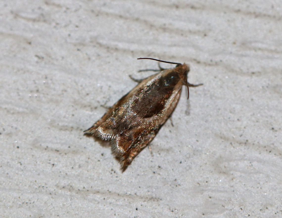 Ancylis brauni TL: ~12 mm. *I&#039;m seeking confirmation for the species ID.<br />
<br />
Habitat: Attracted to a light in a semi-rural area Ancylis,Ancylis brauni,Geotagged,Spring,United States