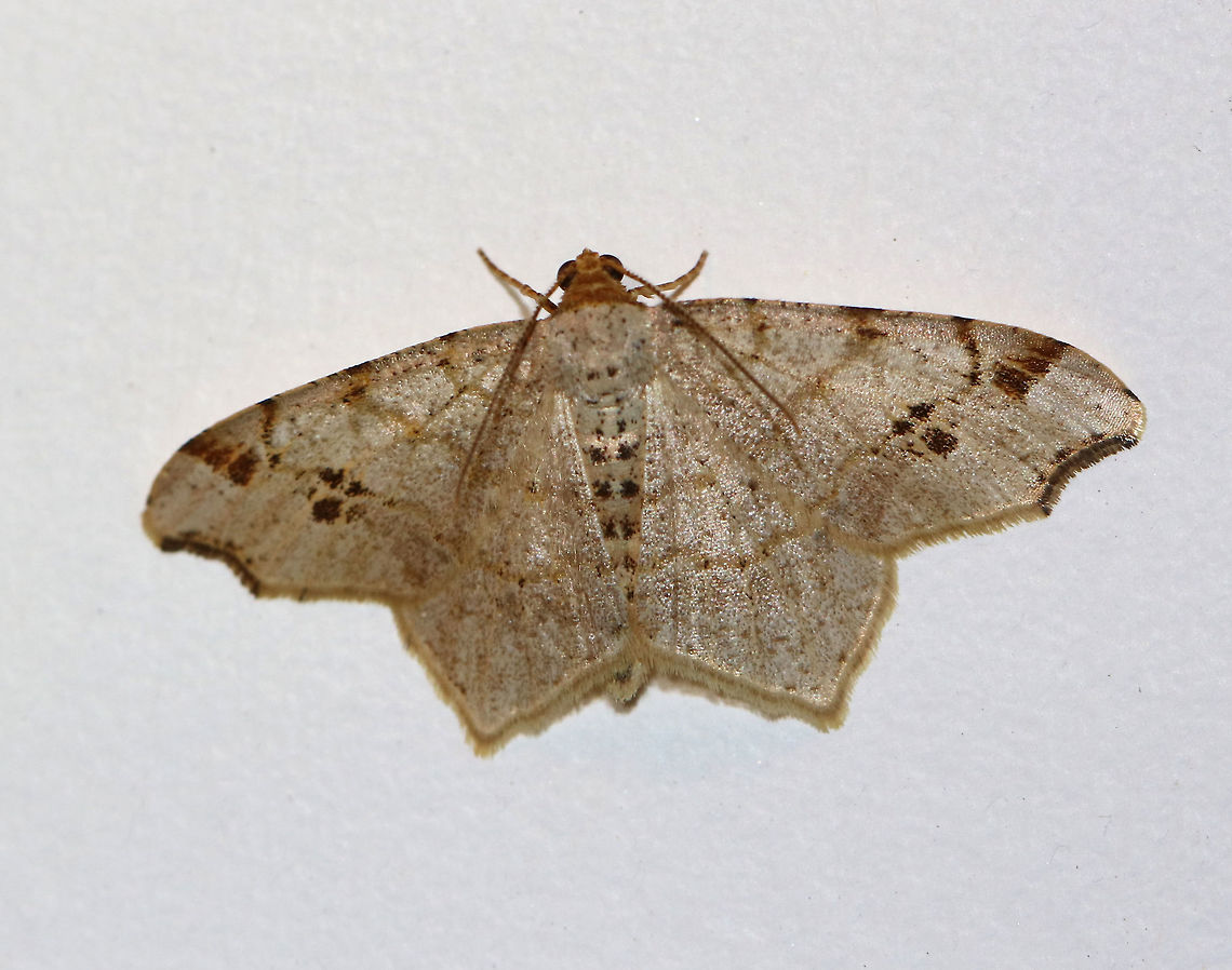 Common Angle Moth - Macaria aemulataria <br />
Wingspan 20 mm. Straw-colored forewings have faint brown lines on veins and at costa. The midpoint of the subterminal area is marked with a large, blackish mark. The outer margins have a shallow indentation near the apex.<br />
<br />
Attracted to a light in a rural area. Common Angle Moth,Geotagged,Macaria aemulataria,Moth,Spring,United States
