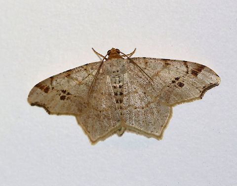 Common Angle Moth - Macaria aemulataria 
Wingspan 20 mm. Straw-colored forewings have faint brown lines on veins and at costa. The midpoint of the subterminal area is marked with a large, blackish mark. The outer margins have a shallow indentation near the apex.

Attracted to a light in a rural area. Common Angle Moth,Geotagged,Macaria aemulataria,Moth,Spring,United States