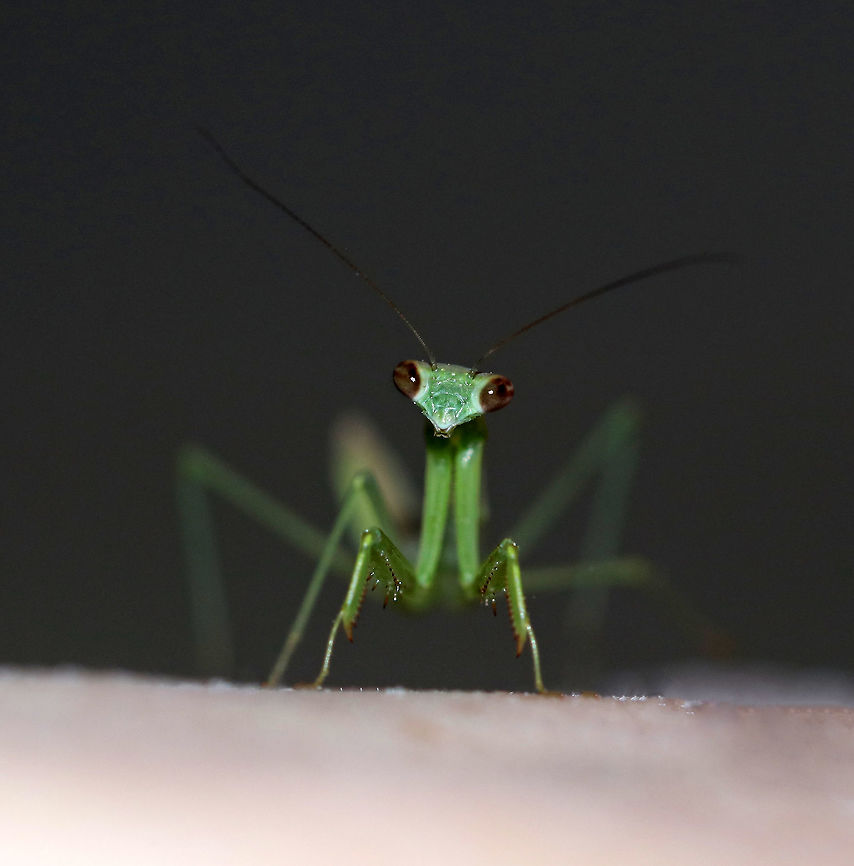 Praying Mantis Nymph - Order Mantodea I'm not sure on the species, but I'm guessing it's Tenodera sinensis since that is the species I usually see. It was about 3 cm long. <br />
<br />
Habitat: Attracted to a 395 nm LED light<br />
<figure class="photo"><a href="https://www.jungledragon.com/image/81715/praying_mantis_nymph_-_order_mantodea.html" title="Praying Mantis Nymph - Order Mantodea"><img src="https://s3.amazonaws.com/media.jungledragon.com/images/3232/81715_thumb.jpg?AWSAccessKeyId=05GMT0V3GWVNE7GGM1R2&Expires=1770854410&Signature=rrrSX41GfDYtlpawGg2HEcxvFOU%3D" width="110" height="152" alt="Praying Mantis Nymph - Order Mantodea I'm not sure on the species, but I'm guessing it's Tenodera sinensis since that is the species I usually see. It was about 3 cm long. <br />
<br />
Habitat: Attracted to a 395 nm LED light<br />
https://www.jungledragon.com/image/81716/praying_mantis_nymph_-_order_mantodea.html<br />
https://www.jungledragon.com/image/81714/praying_mantis_nymph_-_order_mantodea.html Geotagged,Summer,United States" /></a></figure><br />
<figure class="photo"><a href="https://www.jungledragon.com/image/81716/praying_mantis_nymph_-_order_mantodea.html" title="Praying Mantis Nymph - Order Mantodea"><img src="https://s3.amazonaws.com/media.jungledragon.com/images/3232/81716_thumb.jpg?AWSAccessKeyId=05GMT0V3GWVNE7GGM1R2&Expires=1770854410&Signature=TWrMfbhbehOrxiSs5TbPPosaiwg%3D" width="200" height="164" alt="Praying Mantis Nymph - Order Mantodea It was being so cute when I took this photo. I had started talking to it, and it was tilting its head like a dog in response to my voice.  <br />
<br />
I'm not sure on the species, but I'm guessing it's Tenodera sinensis since that is the species I usually see. It was about 3 cm long.  In this shot, it's right leg is glowing purple from the black light. I'm not sure why.<br />
<br />
Habitat: Attracted to a 395 nm LED light<br />
https://www.jungledragon.com/image/81714/praying_mantis_nymph_-_order_mantodea.html<br />
https://www.jungledragon.com/image/81715/praying_mantis_nymph_-_order_mantodea.html Geotagged,Summer,United States" /></a></figure> Geotagged,Mantodea,Summer,United States,mantis,mantis nymph,nymph,praying mantis,praying mantis nymph