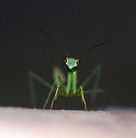 Praying Mantis Nymph - Order Mantodea I'm not sure on the species, but I'm guessing it's Tenodera sinensis since that is the species I usually see. It was about 3 cm long. <br />
<br />
Habitat: Attracted to a 395 nm LED light<br />
https://www.jungledragon.com/image/81715/praying_mantis_nymph_-_order_mantodea.html<br />
https://www.jungledragon.com/image/81716/praying_mantis_nymph_-_order_mantodea.html Geotagged,Mantodea,Summer,United States,mantis,mantis nymph,nymph,praying mantis,praying mantis nymph
