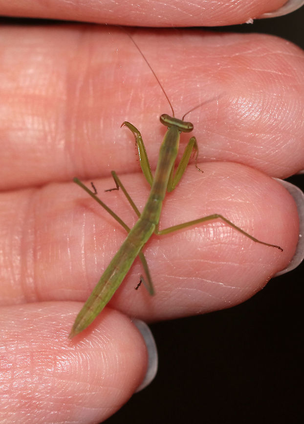Praying Mantis Nymph - Order Mantodea I&#039;m not sure on the species, but I&#039;m guessing it&#039;s Tenodera sinensis since that is the species I usually see. It was about 3 cm long. <br />
<br />
Habitat: Attracted to a 395 nm LED light<br />
<figure class="photo"><a href="https://www.jungledragon.com/image/81716/praying_mantis_nymph_-_order_mantodea.html" title="Praying Mantis Nymph - Order Mantodea"><img src="https://s3.amazonaws.com/media.jungledragon.com/images/3232/81716_thumb.jpg?AWSAccessKeyId=05GMT0V3GWVNE7GGM1R2&Expires=1759968010&Signature=VGy7gnx5VFnmh8PUdKAT3qltDPA%3D" width="200" height="164" alt="Praying Mantis Nymph - Order Mantodea It was being so cute when I took this photo. I had started talking to it, and it was tilting its head like a dog in response to my voice.  <br />
<br />
I&#039;m not sure on the species, but I&#039;m guessing it&#039;s Tenodera sinensis since that is the species I usually see. It was about 3 cm long.  In this shot, it&#039;s right leg is glowing purple from the black light. I&#039;m not sure why.<br />
<br />
Habitat: Attracted to a 395 nm LED light<br />
https://www.jungledragon.com/image/81714/praying_mantis_nymph_-_order_mantodea.html<br />
https://www.jungledragon.com/image/81715/praying_mantis_nymph_-_order_mantodea.html Geotagged,Summer,United States" /></a></figure><br />
<figure class="photo"><a href="https://www.jungledragon.com/image/81714/praying_mantis_nymph_-_order_mantodea.html" title="Praying Mantis Nymph - Order Mantodea"><img src="https://s3.amazonaws.com/media.jungledragon.com/images/3232/81714_thumb.jpg?AWSAccessKeyId=05GMT0V3GWVNE7GGM1R2&Expires=1759968010&Signature=NRg2Td939l349TORjCG9175VAMU%3D" width="150" height="152" alt="Praying Mantis Nymph - Order Mantodea I&#039;m not sure on the species, but I&#039;m guessing it&#039;s Tenodera sinensis since that is the species I usually see. It was about 3 cm long. <br />
<br />
Habitat: Attracted to a 395 nm LED light<br />
https://www.jungledragon.com/image/81715/praying_mantis_nymph_-_order_mantodea.html<br />
https://www.jungledragon.com/image/81716/praying_mantis_nymph_-_order_mantodea.html Geotagged,Mantodea,Summer,United States,mantis,mantis nymph,nymph,praying mantis,praying mantis nymph" /></a></figure> Geotagged,Summer,United States