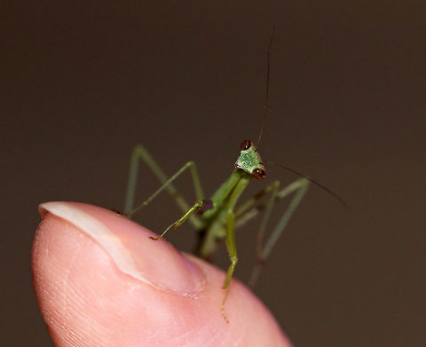Praying Mantis Nymph - Order Mantodea It was being so cute when I took this photo. I had started talking to it, and it was tilting its head like a dog in response to my voice.  

I'm not sure on the species, but I'm guessing it's Tenodera sinensis since that is the species I usually see. It was about 3 cm long.  In this shot, it's right leg is glowing purple from the black light. I'm not sure why.

Habitat: Attracted to a 395 nm LED light
https://www.jungledragon.com/image/81714/praying_mantis_nymph_-_order_mantodea.html
https://www.jungledragon.com/image/81715/praying_mantis_nymph_-_order_mantodea.html Geotagged,Summer,United States