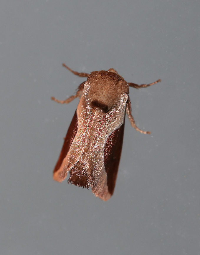 Skiff Moth - Prolimacodes badia TL: ~15 mm. Milky coffee-colored FW with rounded, white-edged brown median patch that continues along costa to base of wing. Hosts: Trees and woody plants<br />
<br />
Habitat: Attracted to a 395 nm LED light in a semi-rural area Geotagged,Prolimacodes,Prolimacodes badia,Summer,United States,moth,skiff moth
