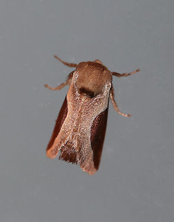 Skiff Moth - Prolimacodes badia TL: ~15 mm. Milky coffee-colored FW with rounded, white-edged brown median patch that continues along costa to base of wing. Hosts: Trees and woody plants

Habitat: Attracted to a 395 nm LED light in a semi-rural area Geotagged,Prolimacodes,Prolimacodes badia,Summer,United States,moth,skiff moth