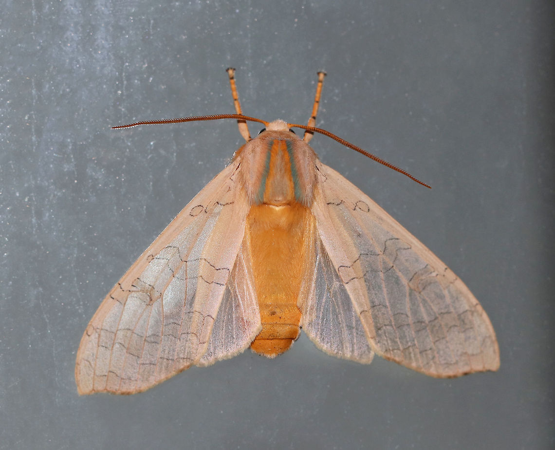Banded Tussock Moth - Halysidota tessellaris Total length: ~25 mm. Pale pinkish tan forewing with irregular pattern of slightly darker bands. Thorax has blue and yellow dorsal stripes. Orange, fuzzy abdomen.<br />
<br />
Habitat: Attracted to a black light in a semi-rural area. There were more than 20 of these moths fluttering around my light last night!<br />
<figure class="photo"><a href="https://www.jungledragon.com/image/81719/banded_tussock_moth_-_halysidota_tessellaris.html" title="Banded Tussock Moth - Halysidota tessellaris"><img src="https://s3.amazonaws.com/media.jungledragon.com/images/3232/81719_thumb.jpg?AWSAccessKeyId=05GMT0V3GWVNE7GGM1R2&Expires=1763596810&Signature=wDd118uoAFFa0hbmXKK0n3hQ0rs%3D" width="120" height="152" alt="Banded Tussock Moth - Halysidota tessellaris Total length: ~25 mm. Pale pinkish tan forewing with irregular pattern of slightly darker bands. Thorax has blue and yellow dorsal stripes. Orange, fuzzy abdomen.<br />
<br />
Habitat: Attracted to a black light in a semi-rural area. There were more than 20 of these moths fluttering around my light last night!<br />
https://www.jungledragon.com/image/81718/banded_tussock_moth_-_halysidota_tessellaris.html Banded tussock moth,Geotagged,Halysidota tessellaris,Summer,United States" /></a></figure> Banded tussock moth,Geotagged,Halysidota tessellaris,Summer,United States