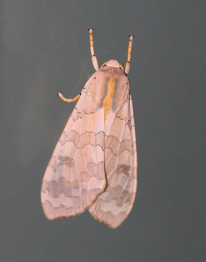 Banded Tussock Moth - Halysidota tessellaris Total length: ~25 mm. Pale pinkish tan forewing with irregular pattern of slightly darker bands. Thorax has blue and yellow dorsal stripes. Orange, fuzzy abdomen.<br />
<br />
Habitat: Attracted to a black light in a semi-rural area. There were more than 20 of these moths fluttering around my light last night!<br />
<figure class="photo"><a href="https://www.jungledragon.com/image/81718/banded_tussock_moth_-_halysidota_tessellaris.html" title="Banded Tussock Moth - Halysidota tessellaris"><img src="https://s3.amazonaws.com/media.jungledragon.com/images/3232/81718_thumb.jpg?AWSAccessKeyId=05GMT0V3GWVNE7GGM1R2&Expires=1759968010&Signature=xYRAQWIoUheV4bAroej94C1m%2B14%3D" width="200" height="164" alt="Banded Tussock Moth - Halysidota tessellaris Total length: ~25 mm. Pale pinkish tan forewing with irregular pattern of slightly darker bands. Thorax has blue and yellow dorsal stripes. Orange, fuzzy abdomen.<br />
<br />
Habitat: Attracted to a black light in a semi-rural area. There were more than 20 of these moths fluttering around my light last night!<br />
https://www.jungledragon.com/image/81719/banded_tussock_moth_-_halysidota_tessellaris.html Banded tussock moth,Geotagged,Halysidota tessellaris,Summer,United States" /></a></figure> Banded tussock moth,Geotagged,Halysidota tessellaris,Summer,United States