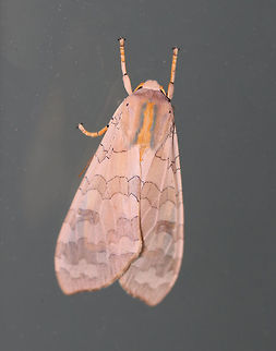 Banded Tussock Moth - Halysidota tessellaris Total length: ~25 mm. Pale pinkish tan forewing with irregular pattern of slightly darker bands. Thorax has blue and yellow dorsal stripes. Orange, fuzzy abdomen.

Habitat: Attracted to a black light in a semi-rural area. There were more than 20 of these moths fluttering around my light last night!
https://www.jungledragon.com/image/81718/banded_tussock_moth_-_halysidota_tessellaris.html Banded tussock moth,Geotagged,Halysidota tessellaris,Summer,United States