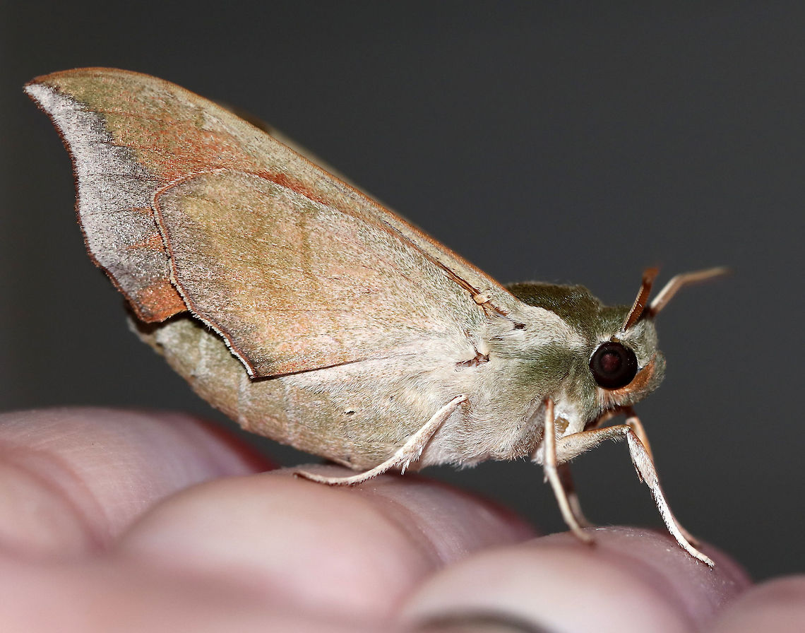 Virginia Creeper Sphinx - Darapsa myron TL: ~ 35 mm.  FW light brown to pale green with a thin orange border  and wide bands of darker shading. Dull orange HW. Hosts: Virginia creeper, grapes, and viburnum.<br />
<br />
Habitat: Attracted to a 395 nm LED light in a semi-rural area<br />
<figure class="photo"><a href="https://www.jungledragon.com/image/81722/virginia_creeper_sphinx_-_darapsa_myron.html" title="Virginia Creeper Sphinx - Darapsa myron"><img src="https://s3.amazonaws.com/media.jungledragon.com/images/3232/81722_thumb.jpg?AWSAccessKeyId=05GMT0V3GWVNE7GGM1R2&Expires=1767225610&Signature=4%2Bf%2Fj4xW%2F%2FmgaDQld325gSTbXpY%3D" width="200" height="166" alt="Virginia Creeper Sphinx - Darapsa myron TL: ~ 35 mm. FW light brown to pale green with a thin orange border and wide bands of darker shading. Dull orange HW. Hosts: Virginia creeper, grapes, and viburnum.<br />
<br />
Habitat: Attracted to a 395 nm LED light in a semi-rural area<br />
https://www.jungledragon.com/image/81720/virginia_creeper_sphinx_-_darapsa_myron.html<br />
https://www.jungledragon.com/image/81721/virginia_creeper_sphinx_-_darapsa_myron.html Darapsa myron,Geotagged,Summer,United States,Virginia creeper sphinx moth" /></a></figure><br />
<figure class="photo"><a href="https://www.jungledragon.com/image/81721/virginia_creeper_sphinx_-_darapsa_myron.html" title="Virginia Creeper Sphinx - Darapsa myron"><img src="https://s3.amazonaws.com/media.jungledragon.com/images/3232/81721_thumb.jpg?AWSAccessKeyId=05GMT0V3GWVNE7GGM1R2&Expires=1767225610&Signature=quYFPqGjoYVvHdWTeAkYOeN5jWE%3D" width="200" height="158" alt="Virginia Creeper Sphinx - Darapsa myron TL: ~ 35 mm. FW light brown to pale green with a thin orange border and wide bands of darker shading. Dull orange HW. Hosts: Virginia creeper, grapes, and viburnum.<br />
<br />
Habitat: Attracted to a 395 nm LED light in a semi-rural area<br />
https://www.jungledragon.com/image/81720/virginia_creeper_sphinx_-_darapsa_myron.html<br />
https://www.jungledragon.com/image/81722/virginia_creeper_sphinx_-_darapsa_myron.html Darapsa myron,Geotagged,Summer,United States,Virginia creeper sphinx moth" /></a></figure> Darapsa myron,Geotagged,Summer,United States,Virginia creeper sphinx moth,moth