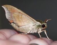 Virginia Creeper Sphinx - Darapsa myron TL: ~ 35 mm.  FW light brown to pale green with a thin orange border  and wide bands of darker shading. Dull orange HW. Hosts: Virginia creeper, grapes, and viburnum.<br />
<br />
Habitat: Attracted to a 395 nm LED light in a semi-rural area<br />
https://www.jungledragon.com/image/81722/virginia_creeper_sphinx_-_darapsa_myron.html<br />
https://www.jungledragon.com/image/81721/virginia_creeper_sphinx_-_darapsa_myron.html Darapsa myron,Geotagged,Summer,United States,Virginia creeper sphinx moth,moth