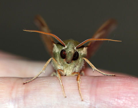 Virginia Creeper Sphinx - Darapsa myron TL: ~ 35 mm. FW light brown to pale green with a thin orange border and wide bands of darker shading. Dull orange HW. Hosts: Virginia creeper, grapes, and viburnum.

Habitat: Attracted to a 395 nm LED light in a semi-rural area
https://www.jungledragon.com/image/81720/virginia_creeper_sphinx_-_darapsa_myron.html
https://www.jungledragon.com/image/81722/virginia_creeper_sphinx_-_darapsa_myron.html Darapsa myron,Geotagged,Summer,United States,Virginia creeper sphinx moth