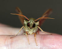 Virginia Creeper Sphinx - Darapsa myron TL: ~ 35 mm. FW light brown to pale green with a thin orange border and wide bands of darker shading. Dull orange HW. Hosts: Virginia creeper, grapes, and viburnum.<br />
<br />
Habitat: Attracted to a 395 nm LED light in a semi-rural area<br />
https://www.jungledragon.com/image/81720/virginia_creeper_sphinx_-_darapsa_myron.html<br />
https://www.jungledragon.com/image/81722/virginia_creeper_sphinx_-_darapsa_myron.html Darapsa myron,Geotagged,Summer,United States,Virginia creeper sphinx moth