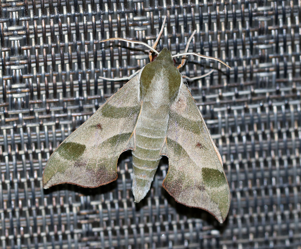 Virginia Creeper Sphinx - Darapsa myron TL: ~ 35 mm. FW light brown to pale green with a thin orange border and wide bands of darker shading. Dull orange HW. Hosts: Virginia creeper, grapes, and viburnum.<br />
<br />
Habitat: Attracted to a 395 nm LED light in a semi-rural area<br />
<figure class="photo"><a href="https://www.jungledragon.com/image/81720/virginia_creeper_sphinx_-_darapsa_myron.html" title="Virginia Creeper Sphinx - Darapsa myron"><img src="https://s3.amazonaws.com/media.jungledragon.com/images/3232/81720_thumb.jpg?AWSAccessKeyId=05GMT0V3GWVNE7GGM1R2&Expires=1759968010&Signature=%2BJZf1y05xxw6Svl6uZjDTZsgi2A%3D" width="200" height="158" alt="Virginia Creeper Sphinx - Darapsa myron TL: ~ 35 mm.  FW light brown to pale green with a thin orange border  and wide bands of darker shading. Dull orange HW. Hosts: Virginia creeper, grapes, and viburnum.<br />
<br />
Habitat: Attracted to a 395 nm LED light in a semi-rural area<br />
https://www.jungledragon.com/image/81722/virginia_creeper_sphinx_-_darapsa_myron.html<br />
https://www.jungledragon.com/image/81721/virginia_creeper_sphinx_-_darapsa_myron.html Darapsa myron,Geotagged,Summer,United States,Virginia creeper sphinx moth,moth" /></a></figure><br />
<figure class="photo"><a href="https://www.jungledragon.com/image/81721/virginia_creeper_sphinx_-_darapsa_myron.html" title="Virginia Creeper Sphinx - Darapsa myron"><img src="https://s3.amazonaws.com/media.jungledragon.com/images/3232/81721_thumb.jpg?AWSAccessKeyId=05GMT0V3GWVNE7GGM1R2&Expires=1759968010&Signature=PS6OzyPpDfW%2FXrIypTd5eJ5RtCo%3D" width="200" height="158" alt="Virginia Creeper Sphinx - Darapsa myron TL: ~ 35 mm. FW light brown to pale green with a thin orange border and wide bands of darker shading. Dull orange HW. Hosts: Virginia creeper, grapes, and viburnum.<br />
<br />
Habitat: Attracted to a 395 nm LED light in a semi-rural area<br />
https://www.jungledragon.com/image/81720/virginia_creeper_sphinx_-_darapsa_myron.html<br />
https://www.jungledragon.com/image/81722/virginia_creeper_sphinx_-_darapsa_myron.html Darapsa myron,Geotagged,Summer,United States,Virginia creeper sphinx moth" /></a></figure> Darapsa myron,Geotagged,Summer,United States,Virginia creeper sphinx moth