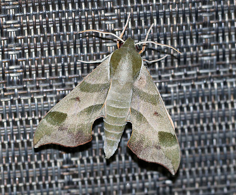 Virginia Creeper Sphinx - Darapsa myron TL: ~ 35 mm. FW light brown to pale green with a thin orange border and wide bands of darker shading. Dull orange HW. Hosts: Virginia creeper, grapes, and viburnum.

Habitat: Attracted to a 395 nm LED light in a semi-rural area
https://www.jungledragon.com/image/81720/virginia_creeper_sphinx_-_darapsa_myron.html
https://www.jungledragon.com/image/81721/virginia_creeper_sphinx_-_darapsa_myron.html Darapsa myron,Geotagged,Summer,United States,Virginia creeper sphinx moth