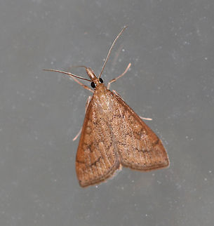 Celery Leaftier Moth (Udea rubigalis) 
TL: 10 mm. Forewing was reddish tan with dusky lines. Reniform spot is figure eight-shaped.

Habitat: Attracted to a black light in a rural area Celery leaftier,Geotagged,Summer,Udea rubigalis,United States