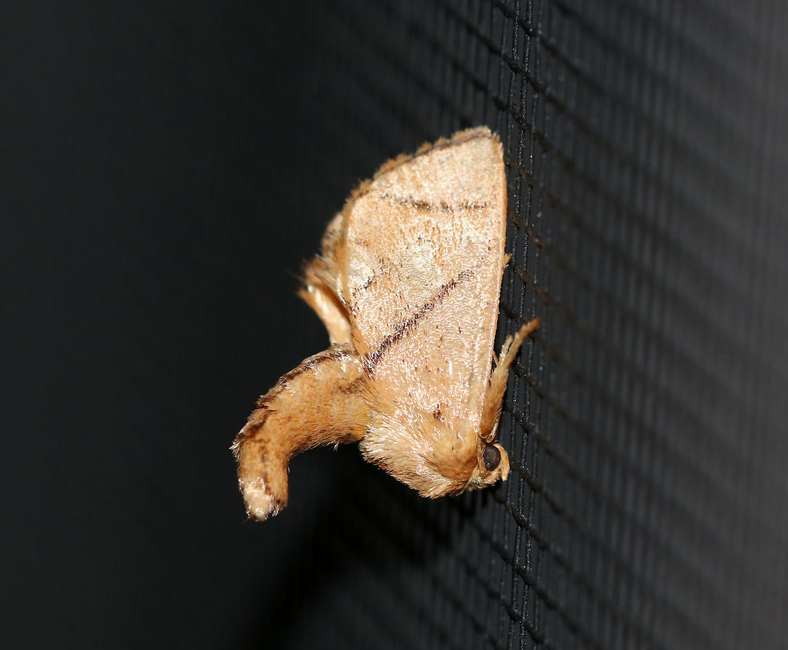 Inverted Y Slug Moth - Apoda y-inversum TL: ~12 mm. Pale orange/tan FW with brown median and ST lines that converge towards the costa. Two lines form an X-shape near anal angle. Hosts: Beech, hickory, ironwood, and oak.<br />
<br />
Habitat: Attracted to a 385 nm LED light in a semi-rural area Apoda y-inversum,Geotagged,Inverted Y Slug Moth,Summer,United States,moth,slug moth,yellow-collared slug moth