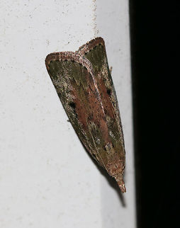 Bee Moth (Female) - Aphomia sociella TL: ~15 mm. Sexually dimorphic. FW pattern had shades of green, brown, and pinkish purple. There are two black spots in the median area. Host: Beeswax

Habitat: Attracted to an LED light (395 nm) in a semi-rural area Aphomia sociella,Bee moth,Geotagged,Moth,Summer,United States