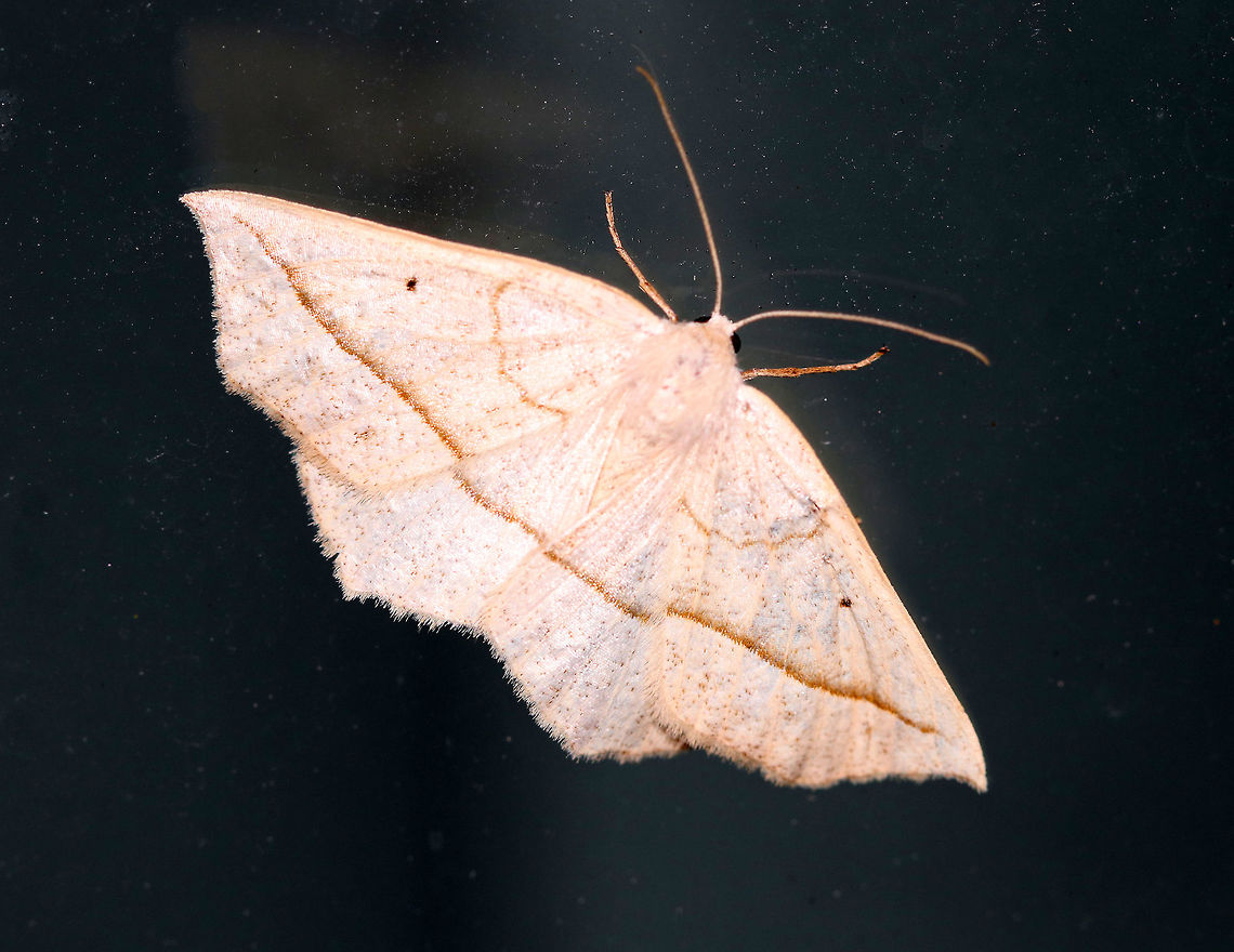 Confused Eusarca - Eusarca confusaria Wingspan: ~35 mm. Peppery tan forewings with faint antemedial line and a dark postmedial line, which fades before reaching the apex. All wings have black discal spots.<br />
<br />
Habitat: Attracted to a light at night in a semi-rural area. Confused Eusarca,Eusarca confusaria,Geotagged,Summer,United States,moth