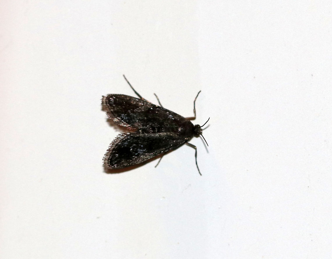 Black Duckweed Moth - Elophila tinealis <br />
Total length: 5 mm. Tiny, blackish forewing with whitish blue spots in median area. Short antennae. <br />
<br />
Habitat: Attracted to a light in a semi-rural area. Elophila tinealis,Geotagged,Summer,United States,moth
