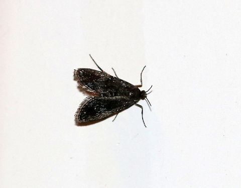 Black Duckweed Moth - Elophila tinealis
Total length: 5 mm. Tiny, blackish forewing with whitish blue spots in median area. Short antennae.
Habitat: Attracted to a light in a semi-rural area. Elophila tinealis,Geotagged,Summer,United States,moth