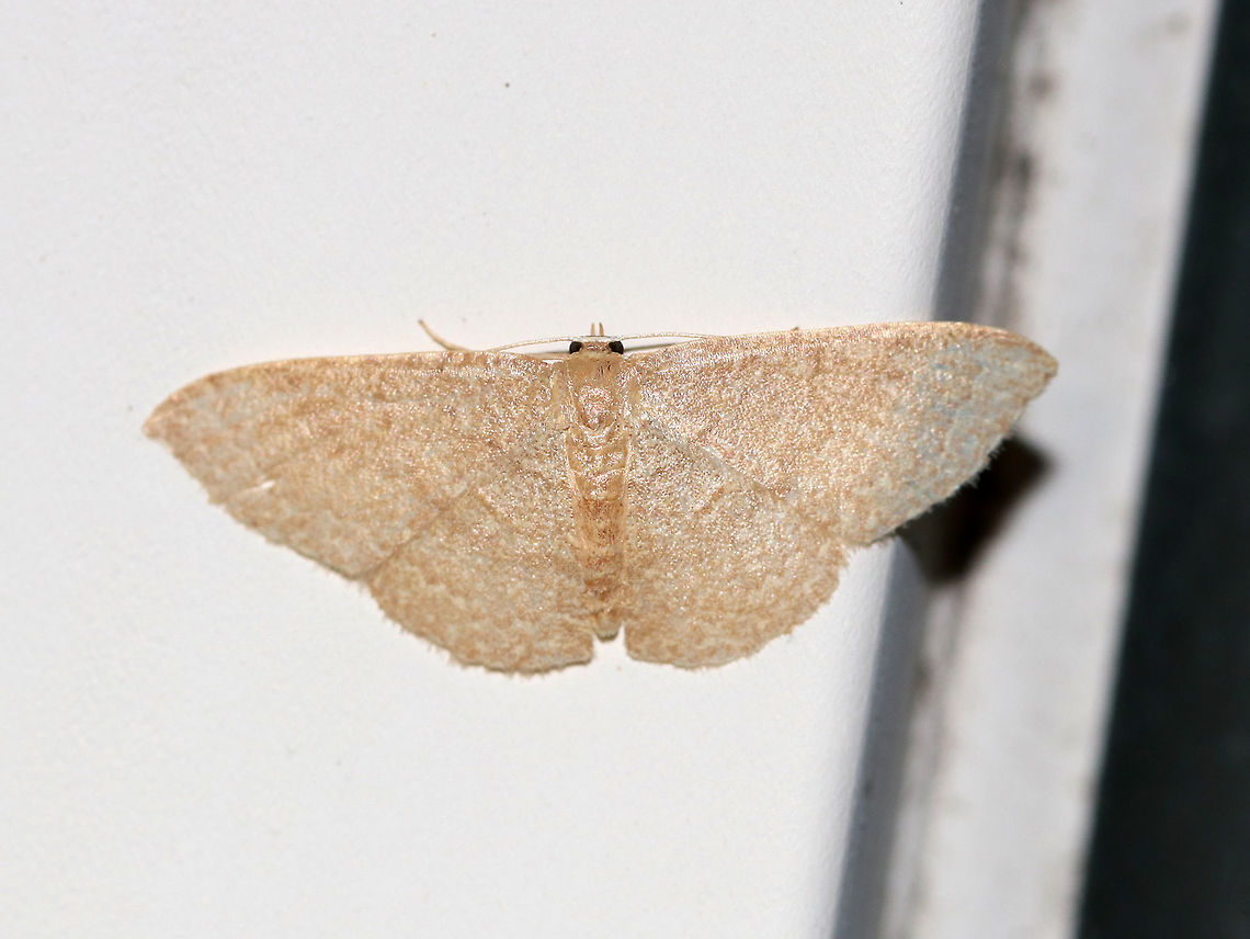 Common Tan Wave -Pleuroprucha insulsaria Width: 15 mm. Pale tan wings with faint, scalloped lines as markings. The diffuse median line is the most noticeable marking. <br />
<br />
Habitat: Attracted to a light on in a semi-rural area. Common tan wave moth,Geotagged,Pleuroprucha insulsaria,Summer,United States