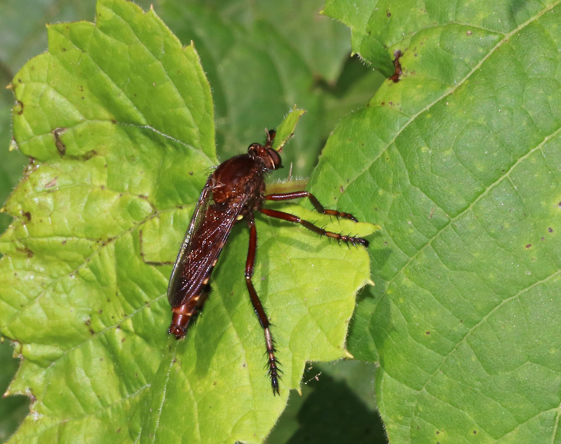 New York Bee Killer - Diogmites basalis A very skittish robber fly! It was about 3 cm long, reddish brown with yellowish orange abdominal bands.<br />
<br />
Habitat: Pond edge Diogmites basalis,Geotagged,Summer,United States,asilidae,fly,robber fly