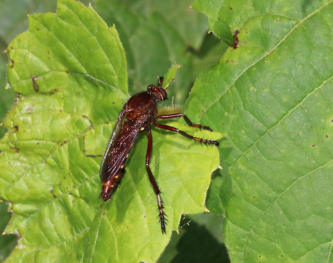 New York Bee Killer - Diogmites basalis A very skittish robber fly! It was about 3 cm long, reddish brown with yellowish orange abdominal bands.

Habitat: Pond edge Diogmites basalis,Geotagged,Summer,United States,asilidae,fly,robber fly