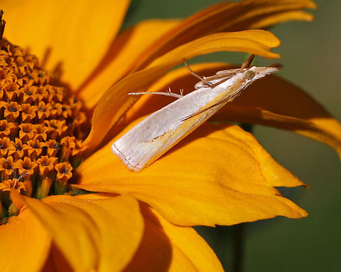 Girard's Grass-veneer - Crambus girardellus TL: ~15 mm. White FW with golden streak parallel to inner margin.

Habitat: rural garden Crambus girardellus,Geotagged,Girard's grass-veneer moth,Summer,United States,crambus,moth