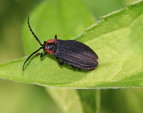 Eropterus trilineatus or Plateros sp.?? Habitat: Rural garden Eropterus,Eropterus trilineatus,Geotagged,Summer,United States,beetle,net-winged beetle,plateros