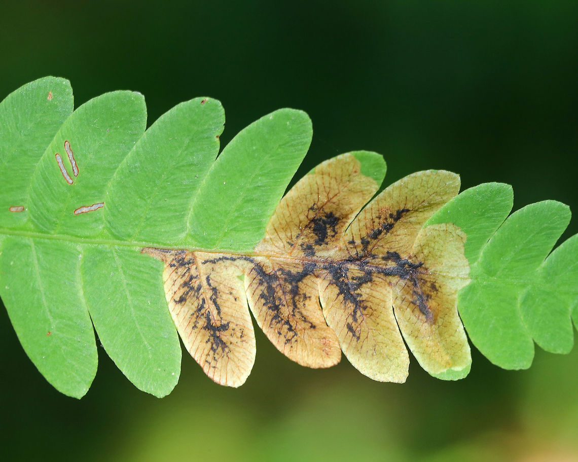 Root-Maggot Fly (Chirosia filicis) Mine on Osmunda sp. Fern The larvae of Chirosia filicis make mines on Osmunda sp. ferns. The tiny, rectangular marks to the left are feeding marks from some other insect, possibly a sawfly larva.<br />
<br />
Habitat: Wet forest Chirosia,Chirosia filicis,Geotagged,Summer,United States,fern leaf mine,fly leaf mine,leaf mine,osmunda,root-maggot fly