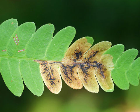 Root-Maggot Fly (Chirosia filicis) Mine on Osmunda sp. Fern The larvae of Chirosia filicis make mines on Osmunda sp. ferns. The tiny, rectangular marks to the left are feeding marks from some other insect, possibly a sawfly larva.

Habitat: Wet forest Chirosia,Chirosia filicis,Geotagged,Summer,United States,fern leaf mine,fly leaf mine,leaf mine,osmunda,root-maggot fly