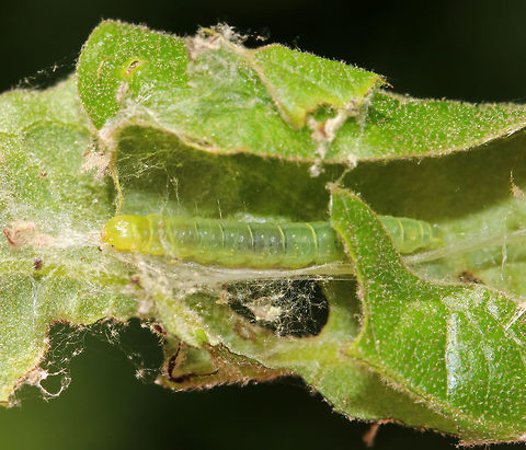 Leaf Shelter with Silk - Moth(?) Maybe Archips sp.?

Habitat: Oak (Quercus sp.) on the edge of a disturbed deciduous forest Geotagged,Spring,United States,caterpillar,leaf shelter