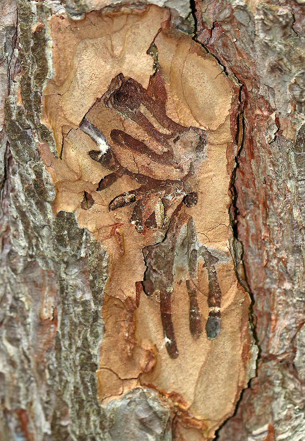 Insect Galleries in Pine (Pinus sp.) I think these are beetle galleries, but am not sure.  The round holes were visible on the outside of the bark. <br />
<br />
Habitat: Pine tree (Pinus sp.). Most of the pine trees in the area had numerous bore holes in the bark. Geotagged,Spring,United States,galleries,gallery,insect galleries,pine,pinus