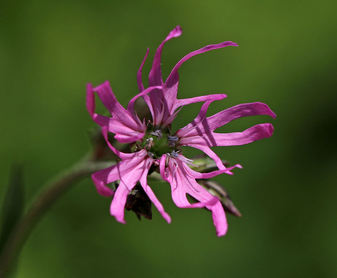 Ragged Robin - Lychnis flos-cuculi Deep pink flowers with 5 deeply cut petals that are clustered on the ends of long, thin stalks. <br />
<br />
This plant was introduced from Europe, but has become naturalized in the northeastern United States. The species name means "cuckoo flower", which is another common name for the plant. Geotagged,Lychnis,Lychnis flos-cuculi,Ragged Robin,Spring,United States