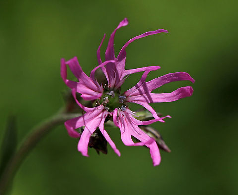 Ragged Robin - Lychnis flos-cuculi Deep pink flowers with 5 deeply cut petals that are clustered on the ends of long, thin stalks. 

This plant was introduced from Europe, but has become naturalized in the northeastern United States. The species name means "cuckoo flower", which is another common name for the plant. Geotagged,Lychnis,Lychnis flos-cuculi,Ragged Robin,Spring,United States