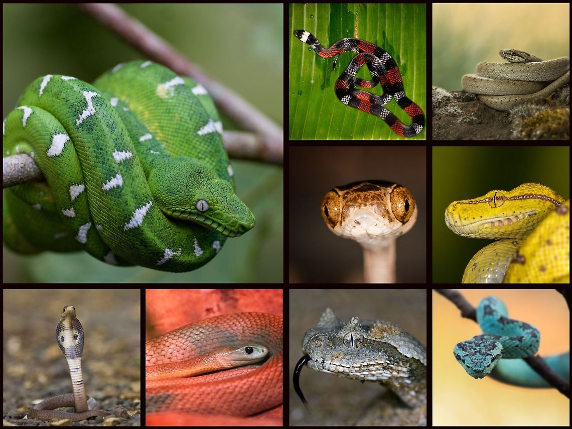 Happy World Snake Day 2019 Happy World Snake Day! Snakes are incredible creatures that have been unfairly given a bad reputation, in addition to nicknames like &ldquo;danger noodle&rdquo; and &ldquo;nope rope&rdquo;. There are at least 3,500 species of snakes dwelling in habitats around the world: from the icy habitats of northern Canada to humid rainforests, dry deserts, and also in many of the world&rsquo;s oceans. Only about 600 species are venomous, with only a small portion of those being dangerous to humans. They can be as tiny as several centimeters in length to longer than nine meters! Snakes are important predators and are crucial ecological contributors to the habitats in which they live. Love them or hate them, snakes are amazing. So, be brave and show respect and dare I say, admiration, for these fascinating creatures! #JungleDragon World Snake Day,snake,snakes