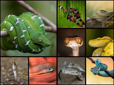 Happy World Snake Day 2019 Happy World Snake Day! Snakes are incredible creatures that have been unfairly given a bad reputation, in addition to nicknames like “danger noodle” and “nope rope”. There are at least 3,500 species of snakes dwelling in habitats around the world: from the icy habitats of northern Canada to humid rainforests, dry deserts, and also in many of the world’s oceans. Only about 600 species are venomous, with only a small portion of those being dangerous to humans. They can be as tiny as several centimeters in length to longer than nine meters! Snakes are important predators and are crucial ecological contributors to the habitats in which they live. Love them or hate them, snakes are amazing. So, be brave and show respect and dare I say, admiration, for these fascinating creatures! #JungleDragon World Snake Day,snake,snakes