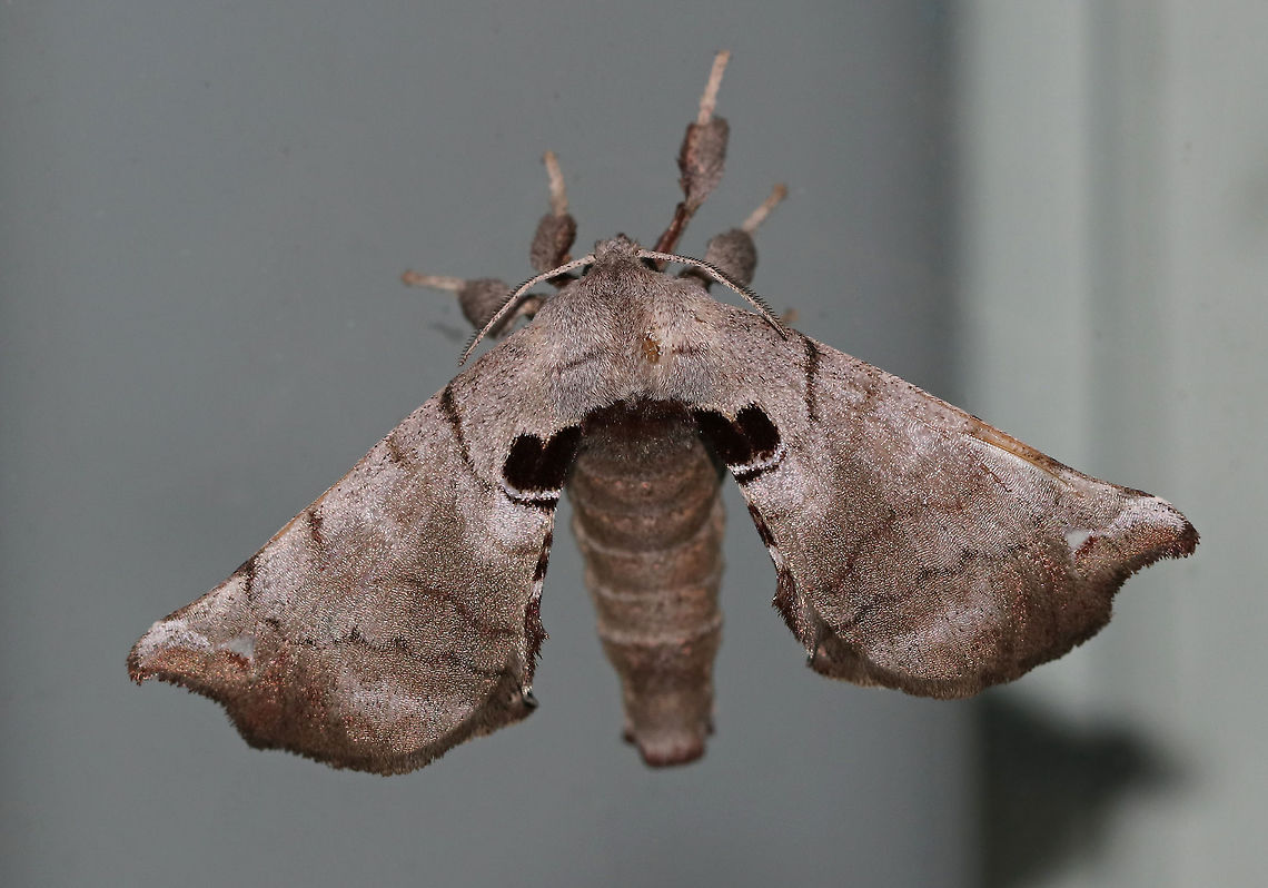 Spotted Apatelodes - Apatelodes torrefacta TL: ~20 mm.  Gray FW marked with faint lines. Translucent dot near apex. Thorax has thick, black band. Hosts: Deciduous trees.<br />
<br />
Habitat: Attracted to a 395 nm LED light in a semi-rural area Apatelodes torrefacta,Geotagged,Spotted Apatelodes,Summer,United States,moth
