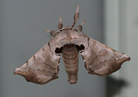 Spotted Apatelodes - Apatelodes torrefacta TL: ~20 mm.  Gray FW marked with faint lines. Translucent dot near apex. Thorax has thick, black band. Hosts: Deciduous trees.

Habitat: Attracted to a 395 nm LED light in a semi-rural area Apatelodes torrefacta,Geotagged,Spotted Apatelodes,Summer,United States,moth